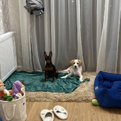 Щенок-девочка - фото 3