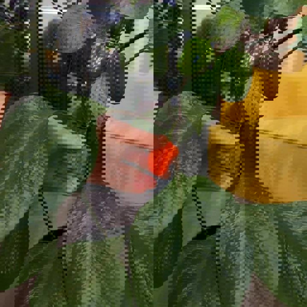 Перец Хабанера