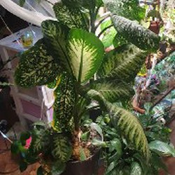 Растение - фото 1