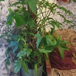 Растение - фото 2