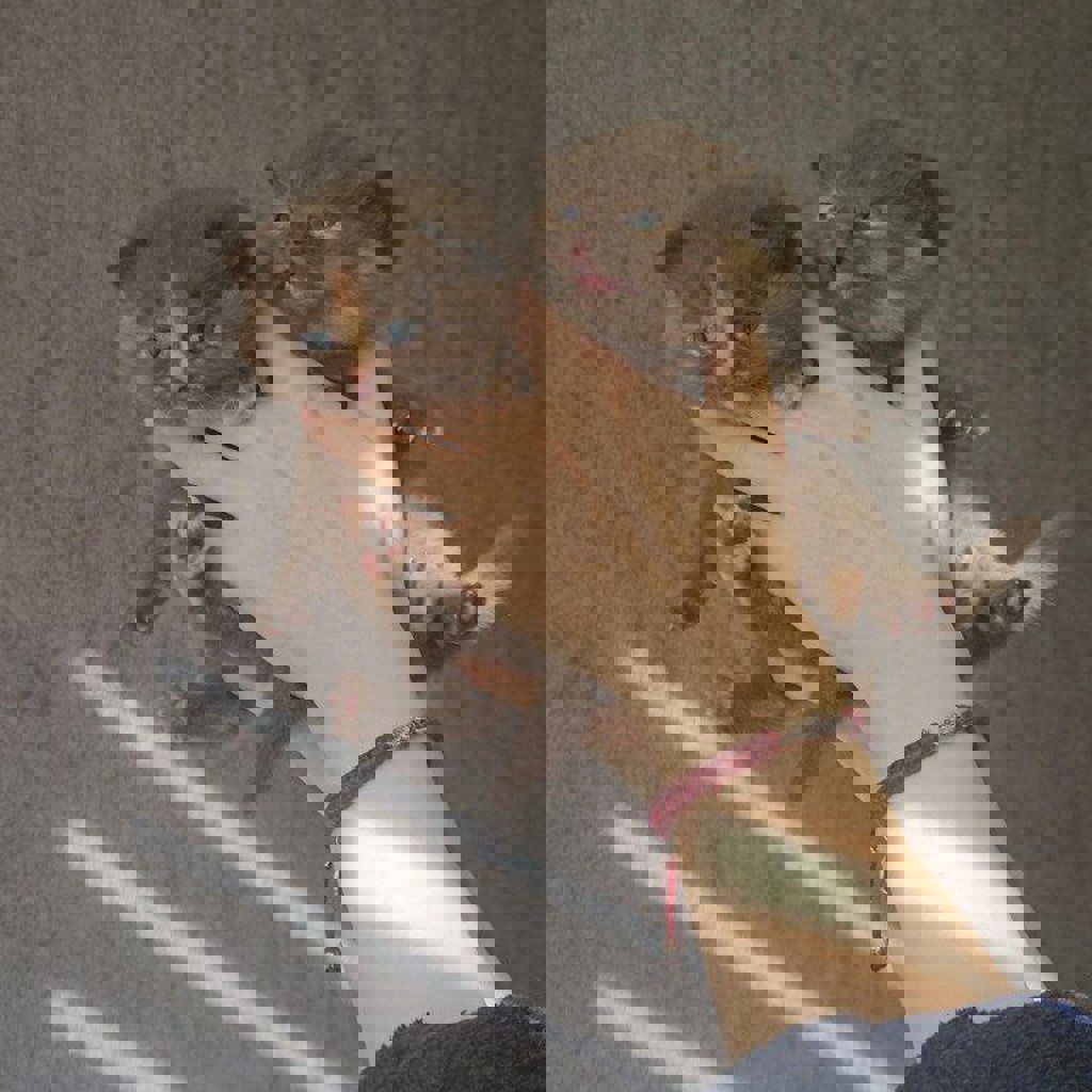 Британские котята