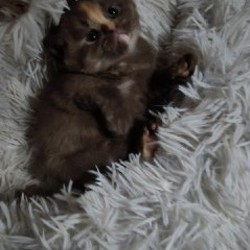 Британские котята - фото 2