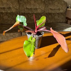 Адаптер переходник SATECHI connector USB-C to 4K HDMI - фото 5