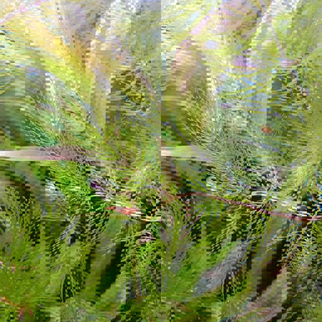 Креветки в аквариум