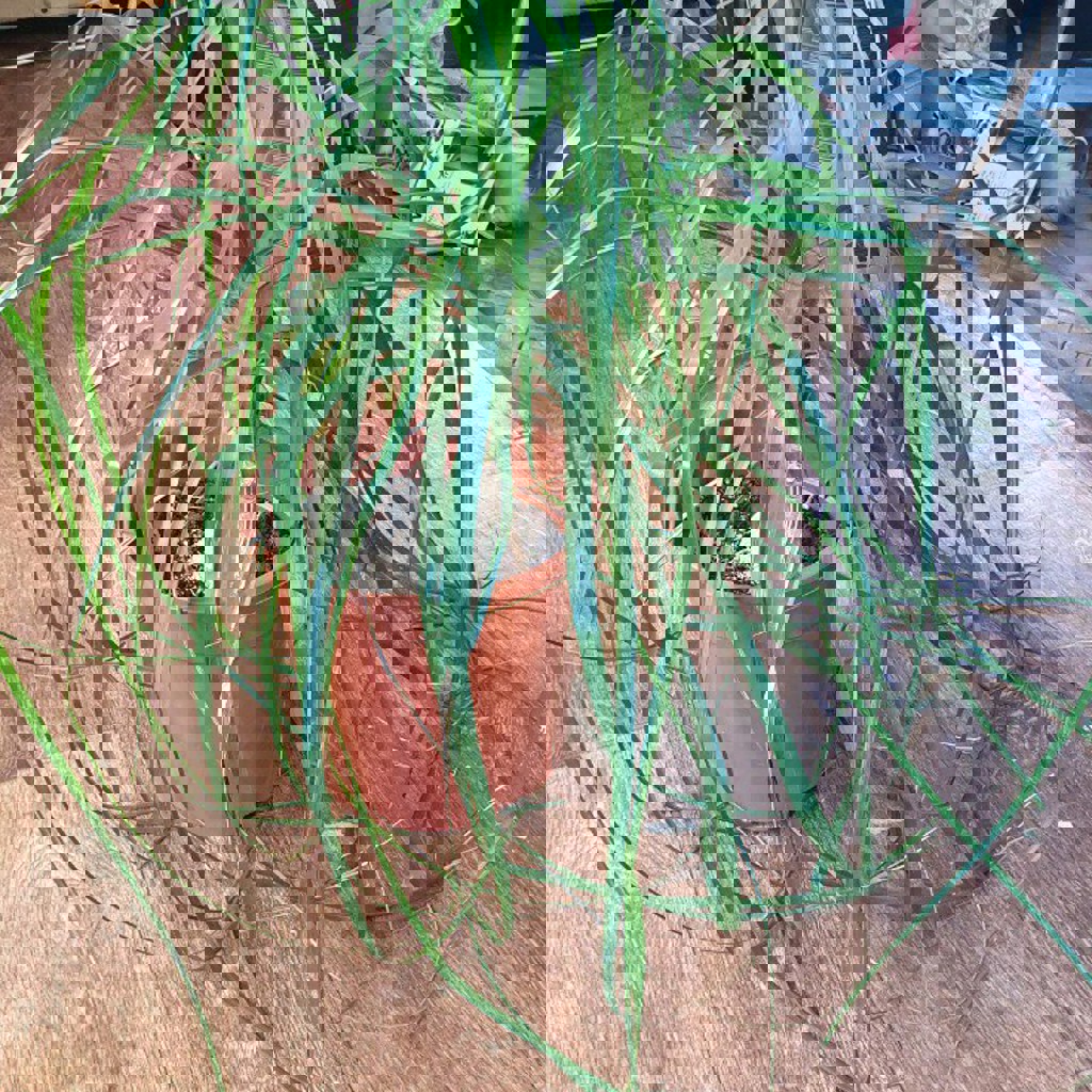 Бильбергия