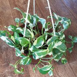 Бильбергия - фото 2