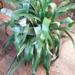 Бильбергия - фото 3