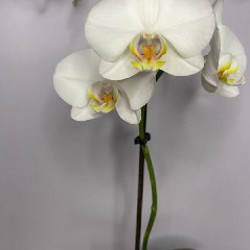 Орхидея фаленопсис - фото 2