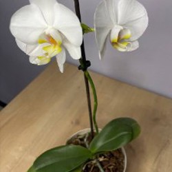 Орхидея фаленопсис - фото 3
