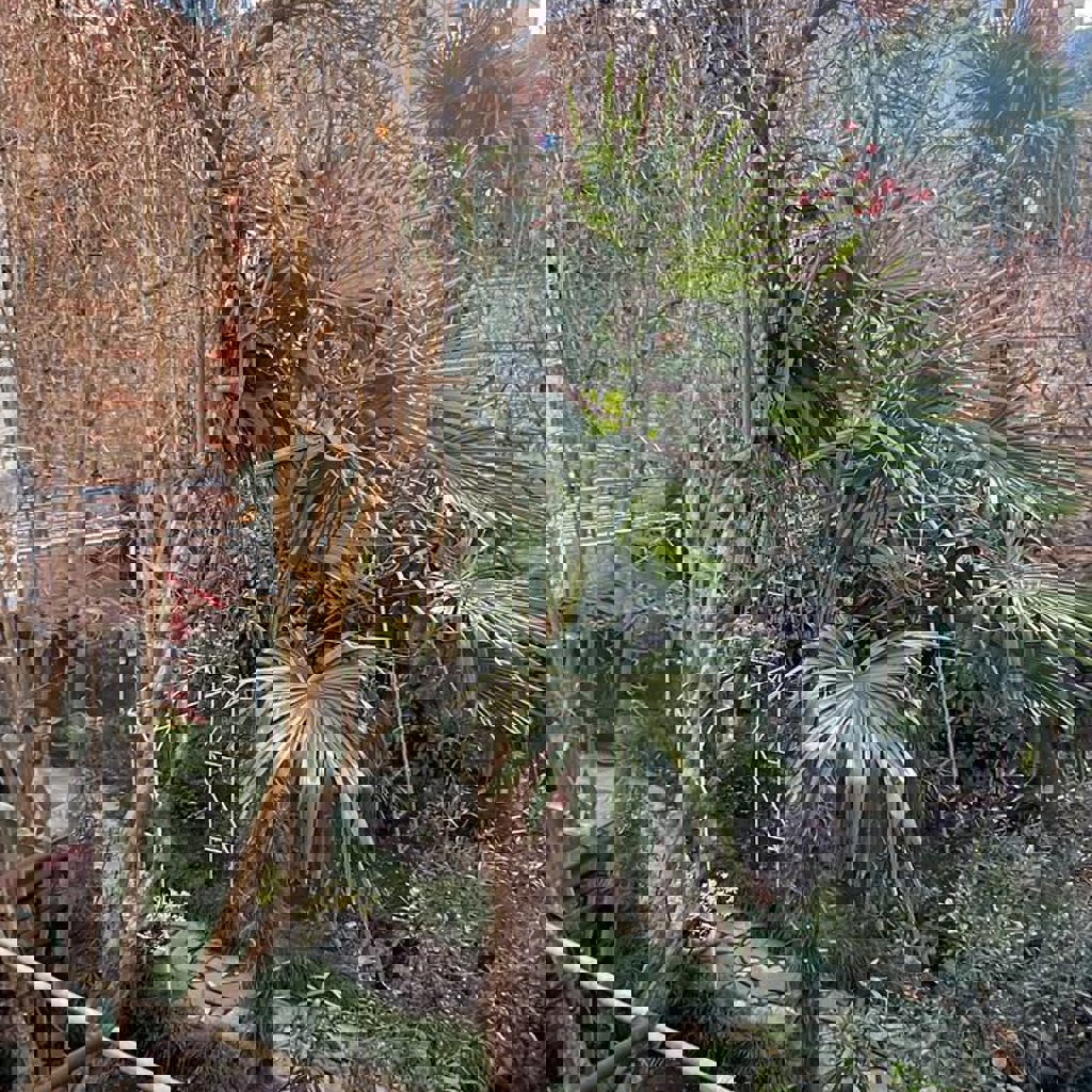 Пальма трахикарпус Форчуна