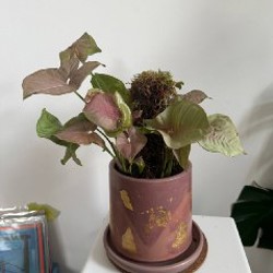 Syngonium Redspot Tricolour - фото 2