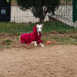 Костюм для собак Пушистый - фото 5