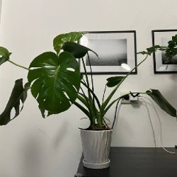 Монстера в керамическом горшке - фото 3