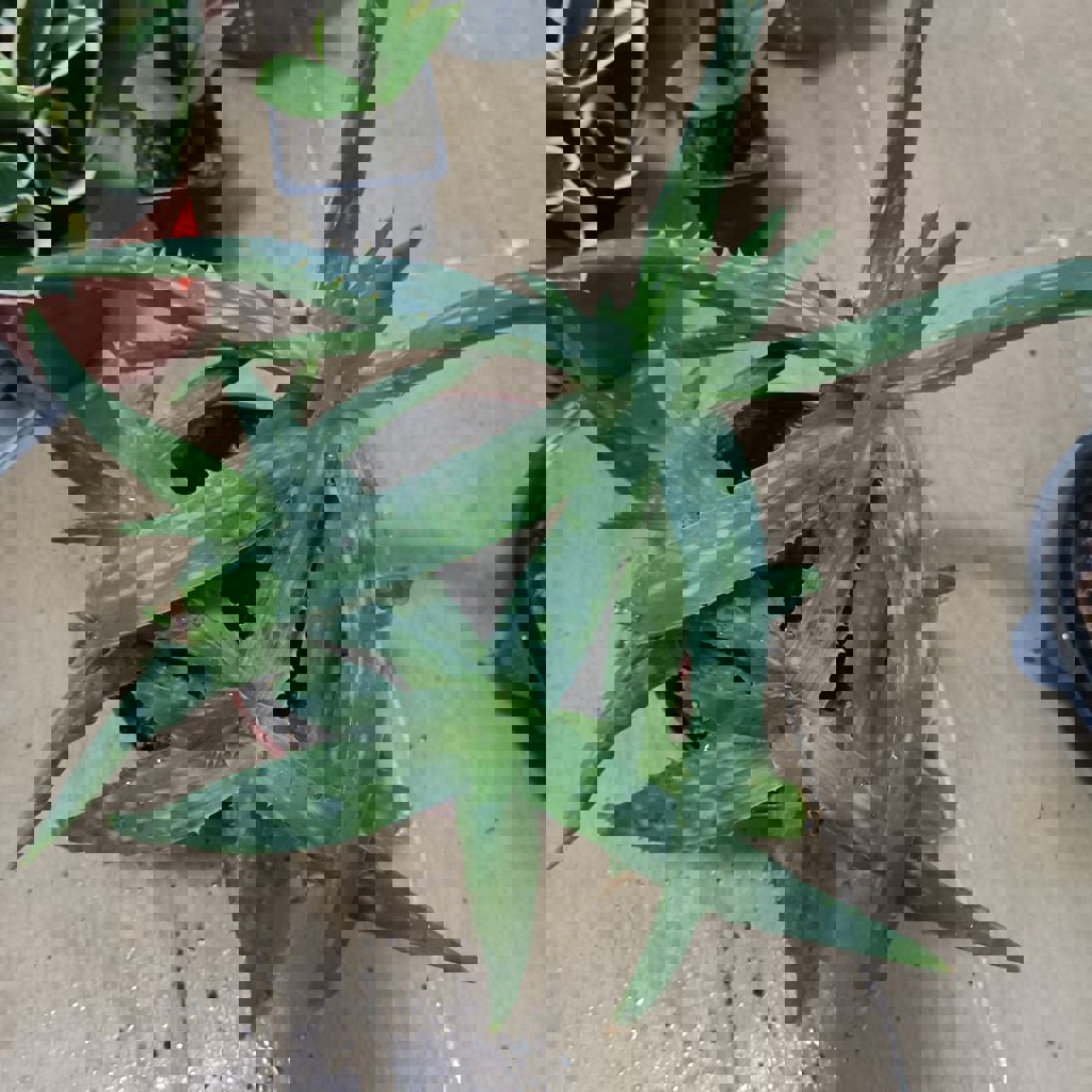 Замиокулькас