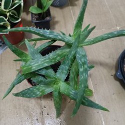 Замиокулькас - фото 1