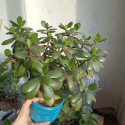 Замиокулькас - фото 4