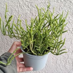 Замиокулькас - фото 7