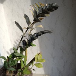 Замиокулькас - фото 8