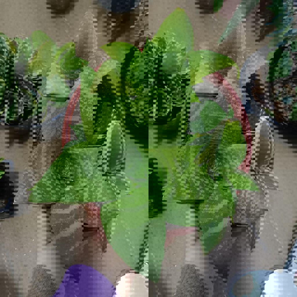 Сансевьерии (3 шт)