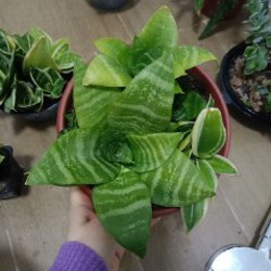 Сансевьерии (3 шт) - фото 1