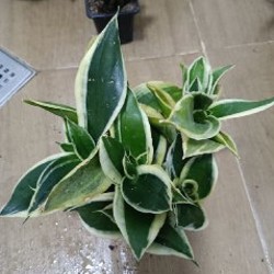 Сансевьерии (3 шт) - фото 2