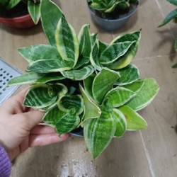 Сансевьерии (3 шт) - фото 3