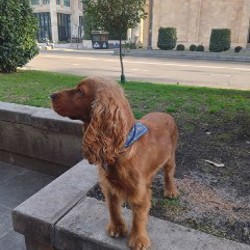 Собака - фото 2