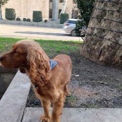 Собака - фото 3