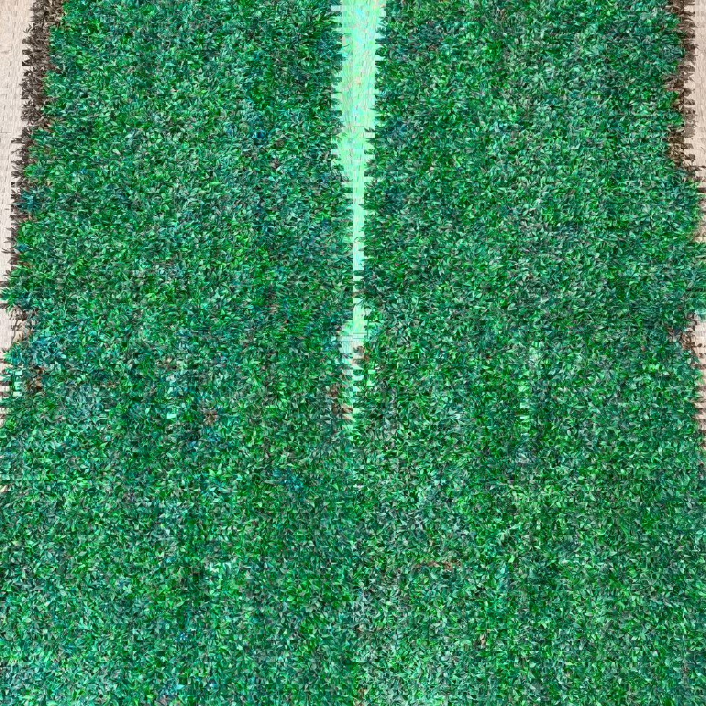 Декоративная трава