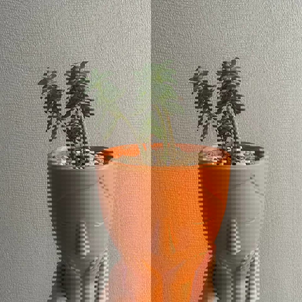 Компактный суккулент