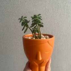 Компактный суккулент - фото 1