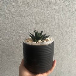 Компактный суккулент - фото 2