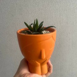 Компактный суккулент - фото 3