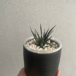 Компактный суккулент - фото 4