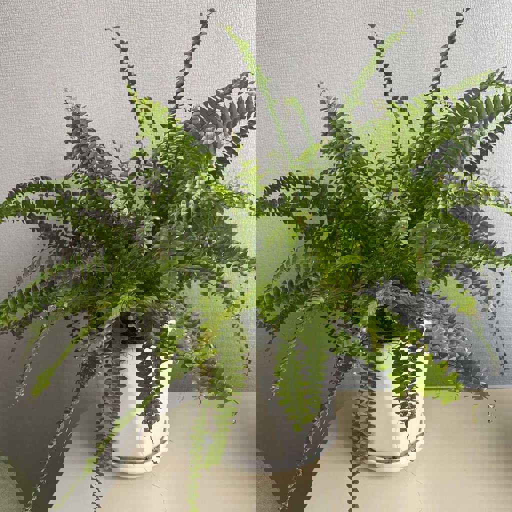 Нефролепис