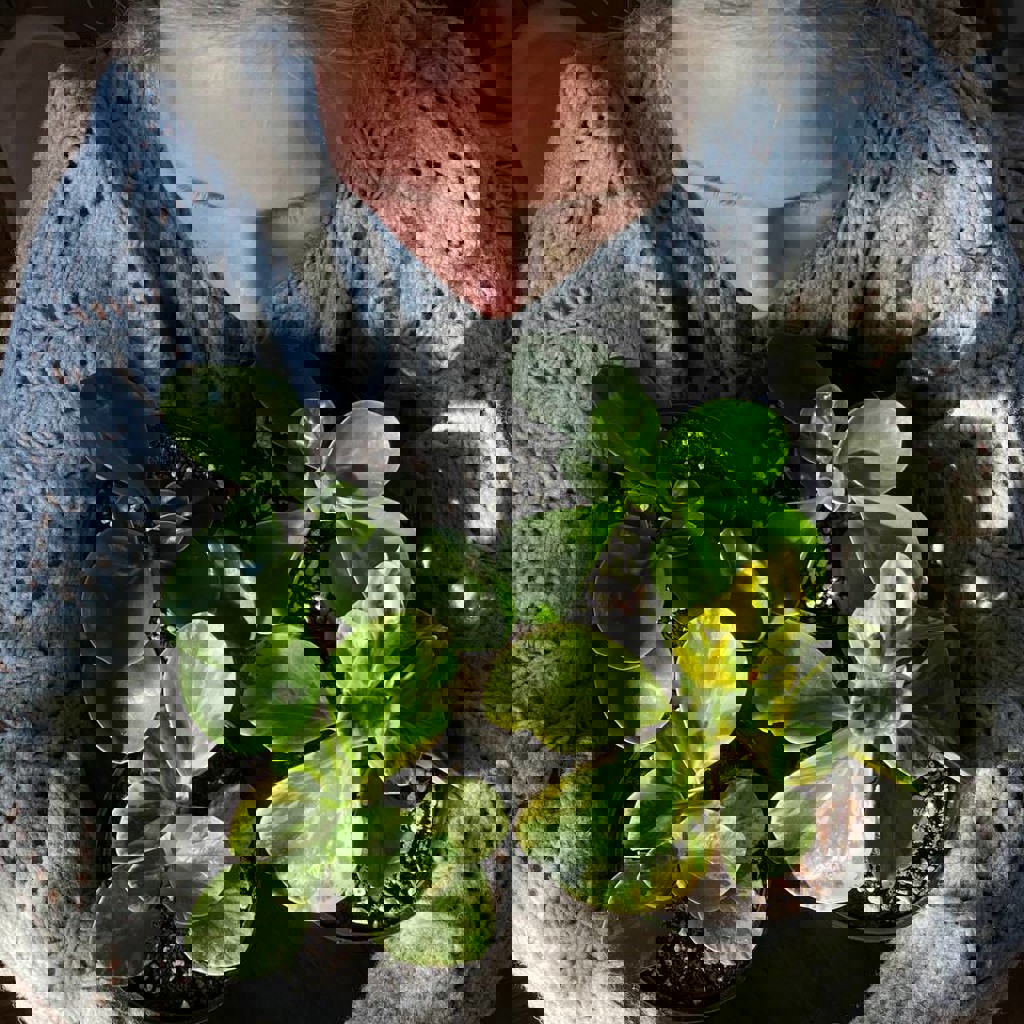 Пеперомия вариегатная