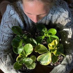 Пеперомия вариегатная - фото 1