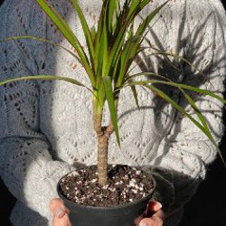 Драцена маргината - фото 2