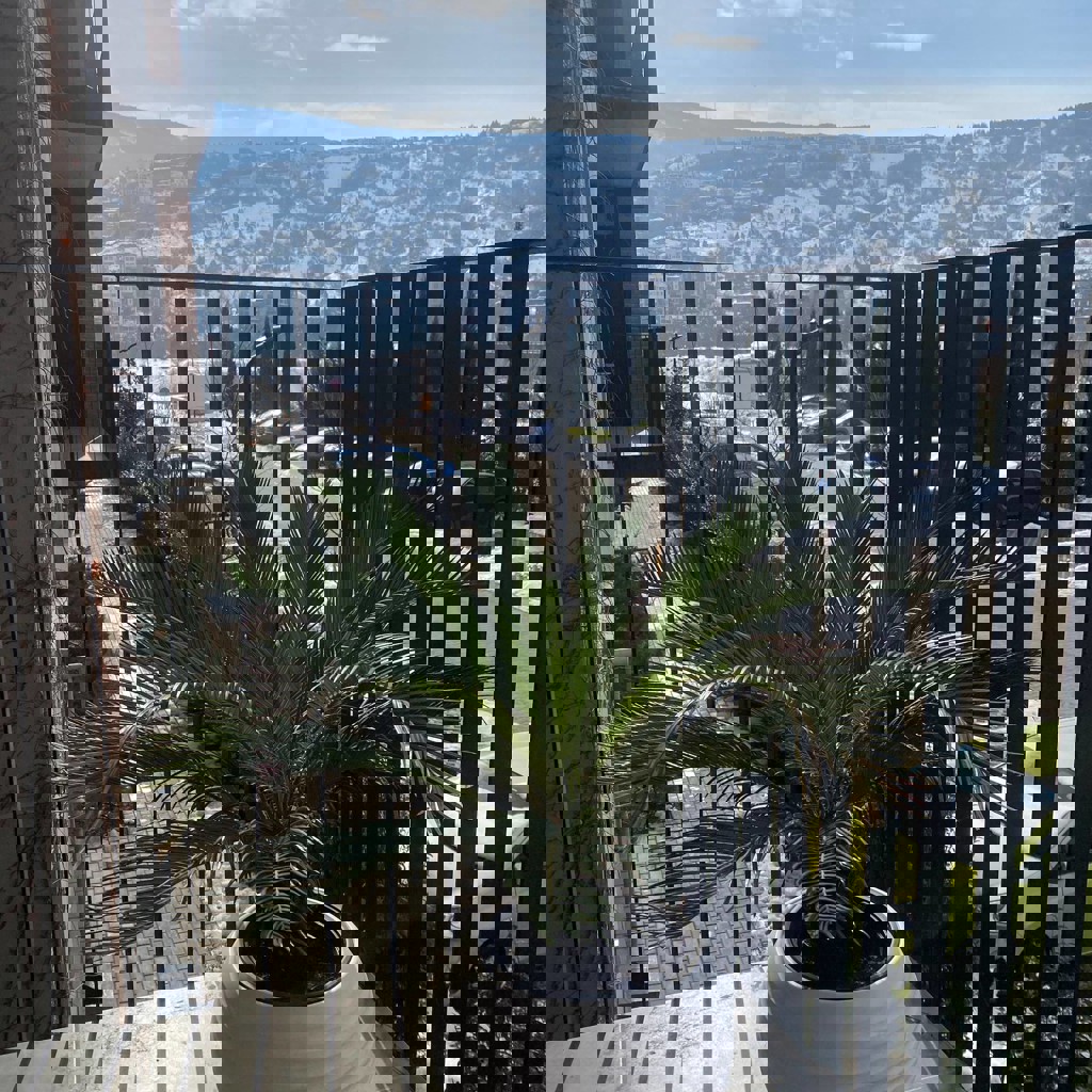 Пальма в горшке