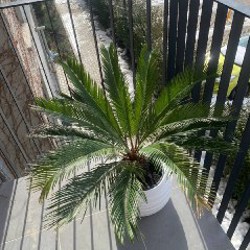 Пальма в горшке - фото 2