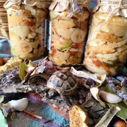 Маринованная мокруха пурпурная - фото 5