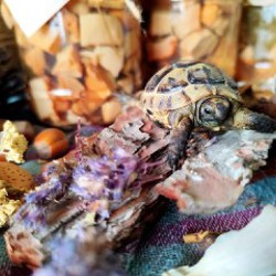 Маринованная мокруха пурпурная - фото 8