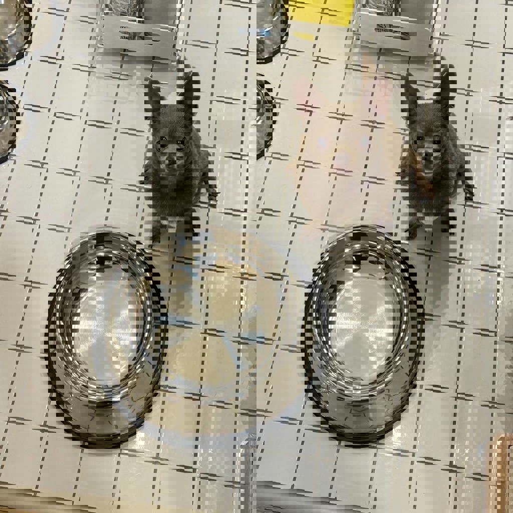 Миски для собак