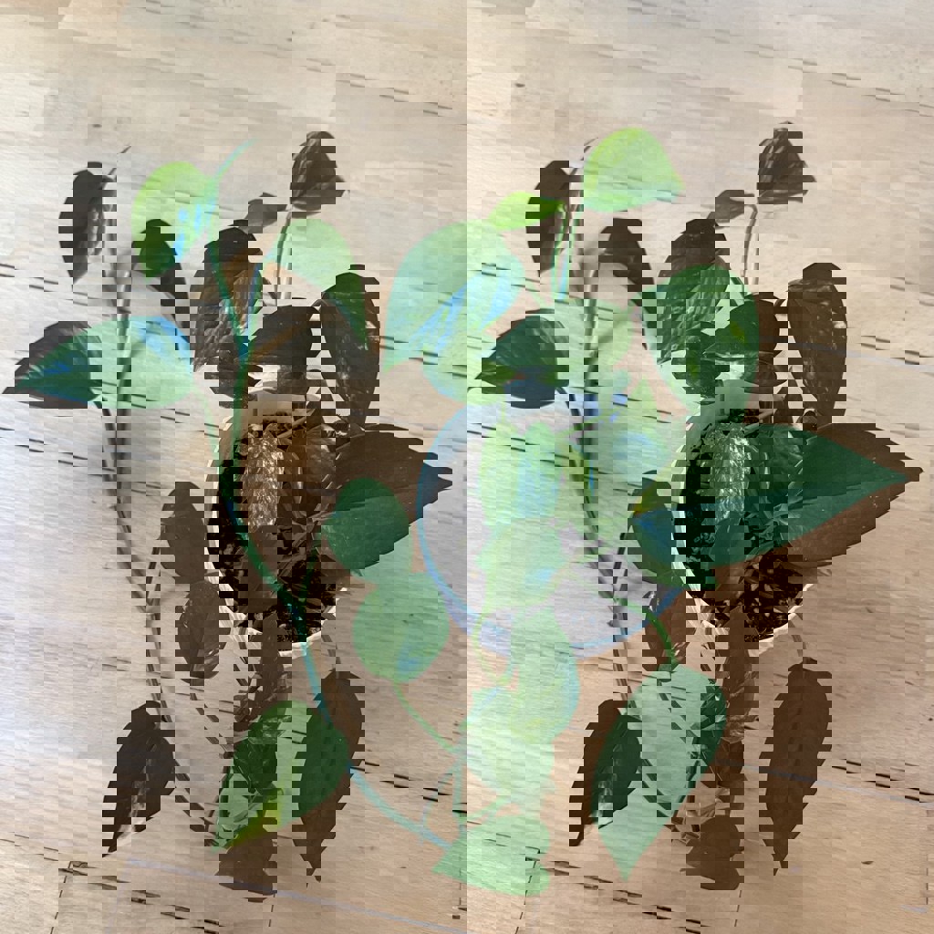 Лиана эпипренум