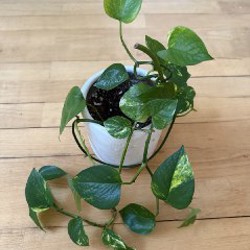 Лиана эпипренум - фото 3