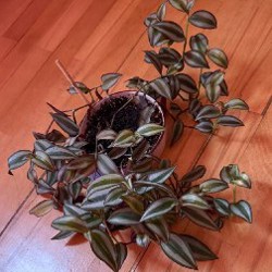 Лиана эпипренум - фото 4