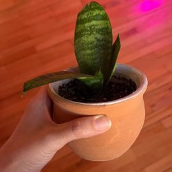 Лиана эпипренум - фото 5