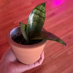 Лиана эпипренум - фото 6