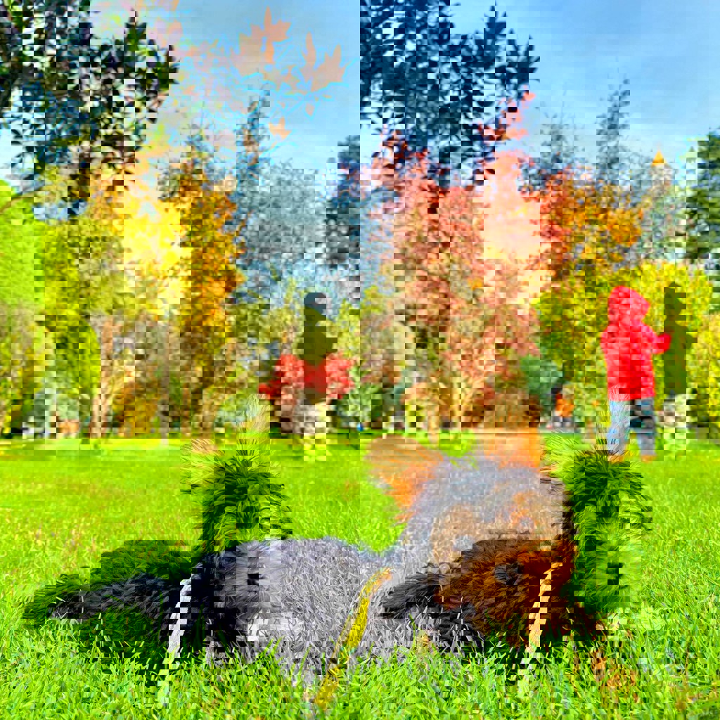 Щенок йоркширского терьера