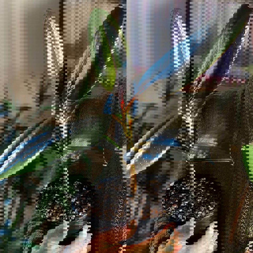 Фикус Эластика